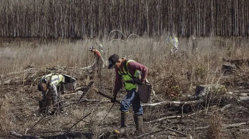 Planter des arbres est une bonne idée. Mais toutes les manières de faire ne se valent pas !